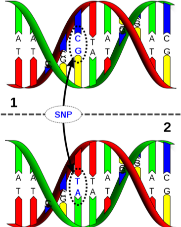 SNP (single nucleotide polymorphism)