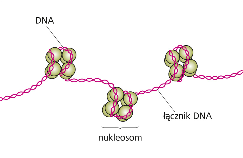 Znalezione obrazy dla zapytania nukleosom