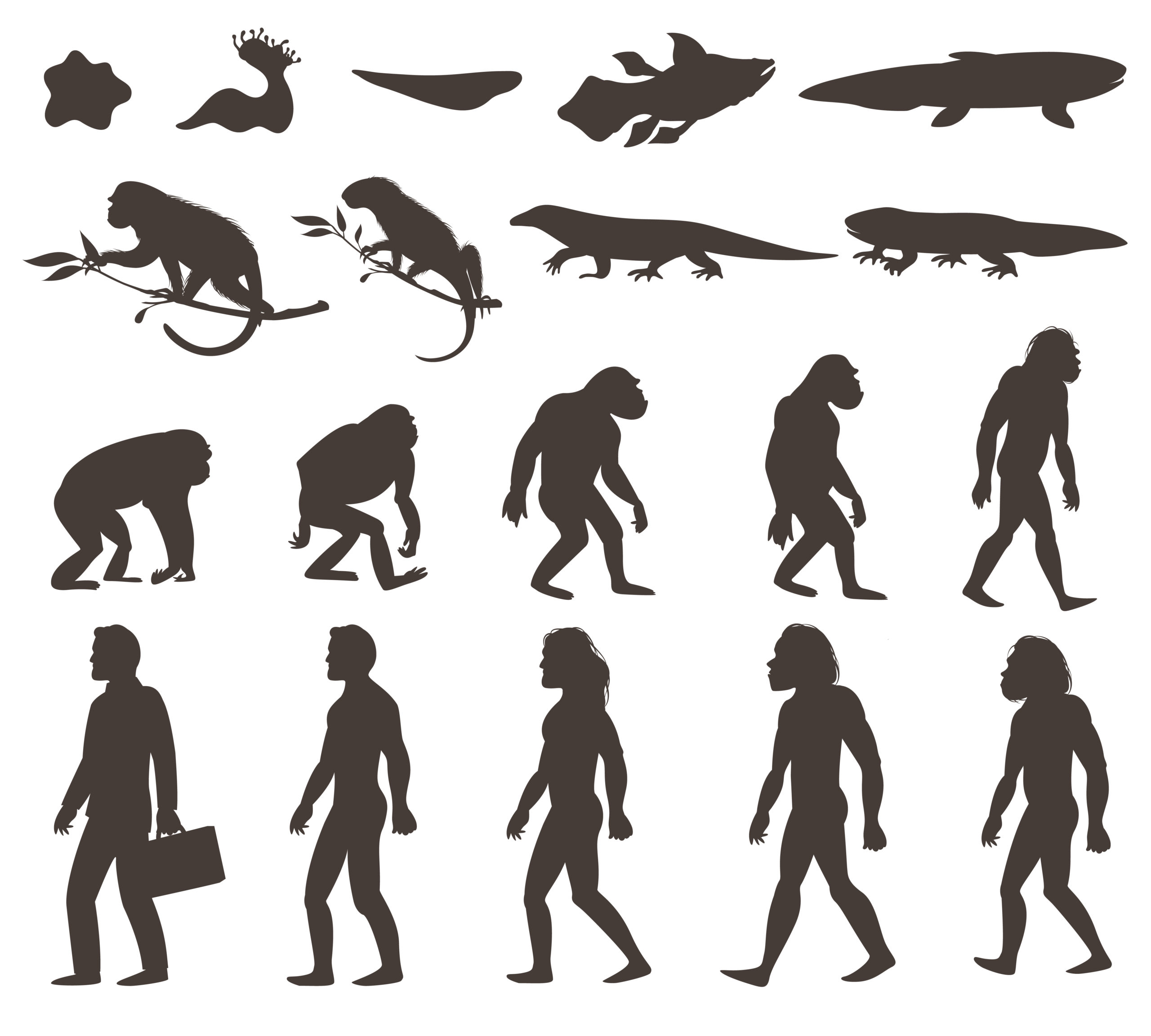 《人类起源的演化过程》配图_Maoli_-站酷ZCOOL
