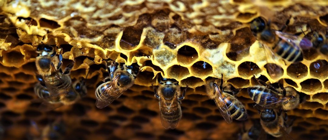 Grafika przedstawiająca pszczoły z portalu genetyka.bio